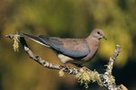 Information on Pet Ringneck Doves
