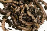 Digestive Enzymes of Earthworms