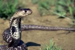 The History of Cobra Snakes