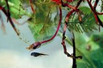 What Do Tadpoles Need to Survive?