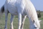 What are the Causes of Bloating in Horses?