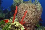 What Do Sea Sponges Eat?