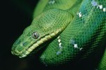 Emerald Tree Boa Adaptations