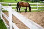 What Size of a Corral or Paddock for a Horse?