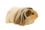 Difference Between Silkie & Abyssinian Guinea Pigs