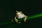 How Long Do Frogs Stay Together After They Mate?