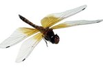 Things That Eat Dragonflies