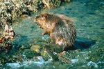 Can Beavers Hear Under Water?