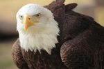Facts on an Eagle's Eyesight