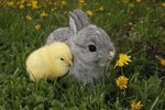 Special Precautions for Raising Rabbits and Chickens Together
