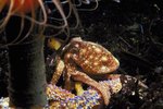 Distinguishing Characteristics of Octopuses