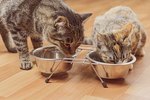 When Do Kittens Start Eating Solids?