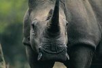 Is a Rhinoceros or Hippopotamus Heavier?