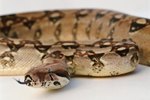 Are Snakes Aggressive Toward People?