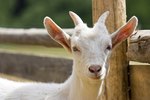 How to Care for Goat Kids