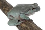 What Are the Functions of Hind Legs of Frogs?