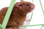 What Can Be Put in a Hamster's Cage to Keep His Teeth Down?