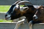 How to Stop Goats From Eating Tree Bark
