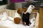Can Guinea Pigs Be Friends With Pet Rats?