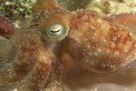 What Kind of Octopus Live in the Atlantic Ocean?