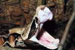 How Long Can the Gaboon Viper Snake Live?