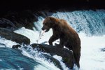 Alaskan Grizzly Bears & Salmon Migration