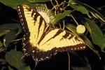 Why Did the Eastern Tiger Swallowtail Become South Carolina's State Butterfly?