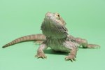 What Does the Beard Turning Black on a Bearded Dragon Mean?
