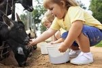 Balanced Diet for Goats in Stall Feeding