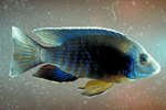 Why Do African Cichlids Rub Themselves on Rocks?