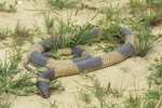 Snakes With a Blue Ring Pattern