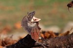 How Long Do Frilled Lizards Live in Captivity?