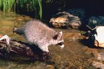 Most Common Wild Animal Found in Illinois