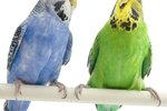 What Are the Enemies of Parakeets?