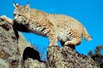 How Does an Iberian Lynx Catch Its Prey?