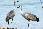 How to Tell Gender Difference in Sandhill Cranes