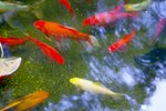 How to Grow Fish in 55-Gallon Drums