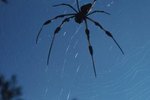 Spiders in the Everglades