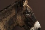 Are Donkey Jacks Always Dangerous?