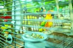 Aviary Styles for African Lovebirds