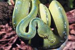 DIY: Aquariums for Pythons