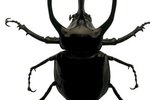 Beetles That Sting