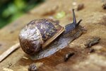 What Things Eat Snails?