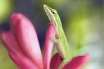 What Do the Colors Mean on Anole Lizards?