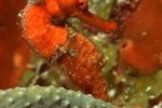 How to Set Up Your Aquarium for Seahorses