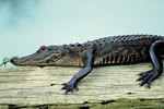 What is the Body Temperature of an Alligator?