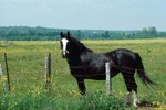 How to Use a Stud Chain on a Horse