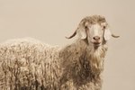 How to Groom Angora Goats