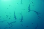 Steps in a Hammerhead Shark's Life Cycle