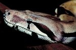 How Often Should You Clean a Boa Constrictor's Cage?